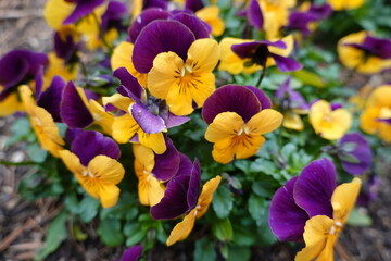 The wild pansy (V. tricolor), also known as Johnny-jump-up, heartsease, and love-in-idleness, has been widely naturalized in North America.