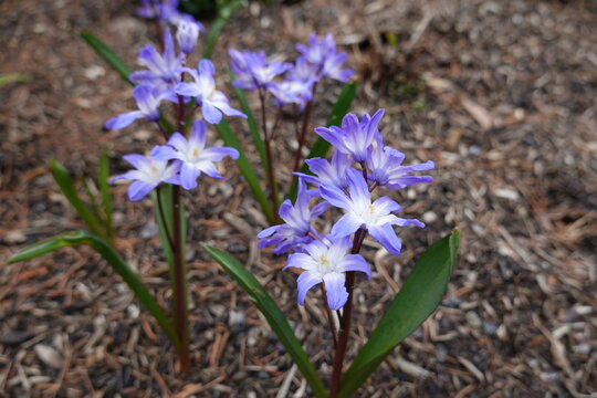 Chionodoxa forbesii is commonly called Glory-of-the-Snow because it blooms early enough that its flowers sometimes poke right out of the snow.