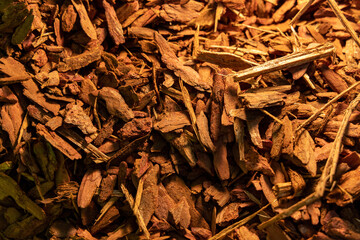 Chopped wood close-up. Wood chips for smoking. Wood texture or background
