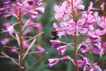 Bumblebee on a pink flower with green background