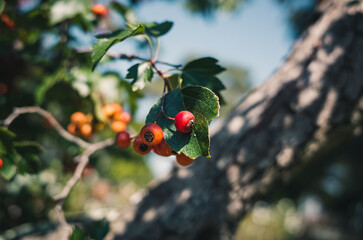 Orange berries