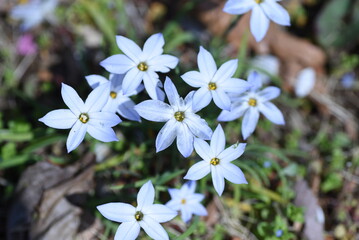 Spring star flowers. Amaryllidaceae bulbous plants. White and light purple 6-petaled star-shaped flowers bloom from March to May. 