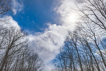 Obraz na płótnie Canvas Hiking woods theme, trees sky winter season, early spring, outdoor activity.