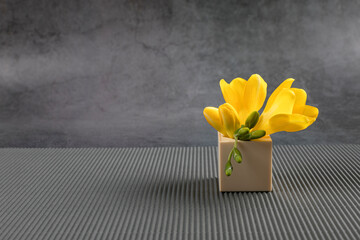Beautiful blooming yellow freesias in vase on table against gray background. Object of interior design.