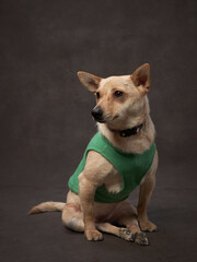portrait of a beautiful dog on a brown canvas. Mix of breeds. Pet in the studio, artistic photo on the background