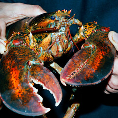 canadian live maine lobster in close up, seafood speciality
