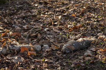 Obraz premium A dead carp with a hole in its side on land.