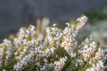 White heather flowers outdoors in nature.