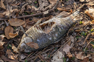 A dead carp with a hole in its side on land.