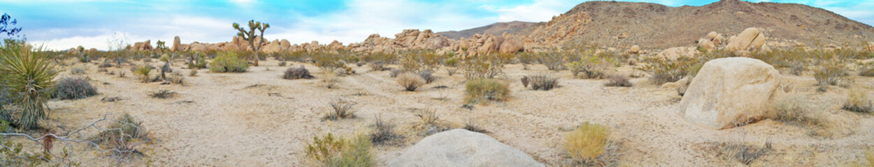 High Desert Panoramic Image of Terrain - Joshua Tree National Park - Panoramic image of desert landscape of rocks, cactus, shrubs and mountains. - Powered by Adobe