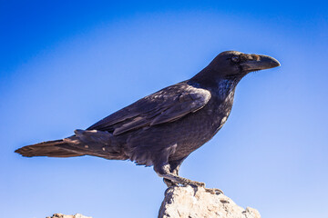 crow on a branch