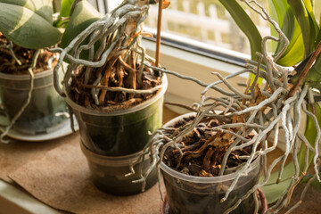 Detail of orchid roots by the window.