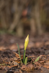 Daffodil flower buds outside in the garden.
