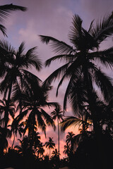 Fototapeta na wymiar Palmtrees in front of purple sky during sunset
