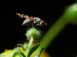fly on a leaf