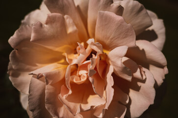 Fototapeta na wymiar Close up of a rose