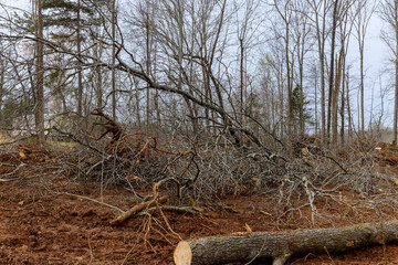 Trees chopped and stacked with preparation clearing land new residential development construction