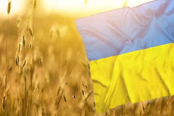 Yellow wheat field in Ukraine. Flag of Ukraine on ripe wheat.  Independence Day