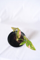 small plant syngonium pink splash