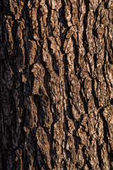 Alder tree trunk in detail.