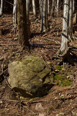 A large stone by the tree trunks in the forest.
