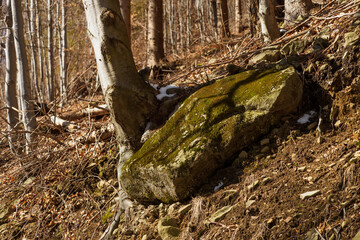 A large stone by the tree trunks in the forest.