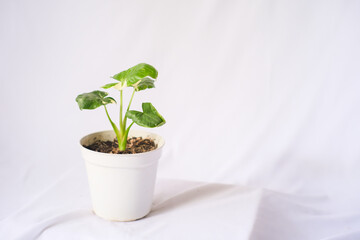 ornamental plant alocasia macrorrhiza variegata with 4 small leaves on a pot on a white background