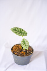 Alocasia Silver Dragon planted in a black pot