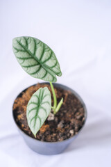 Alocasia Silver Dragon planted in a black pot