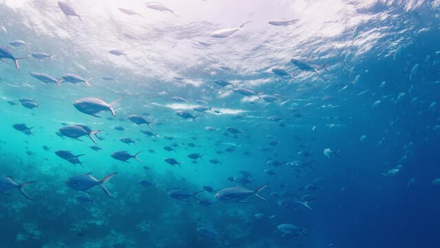 School of fish swim on the reef in Maldives