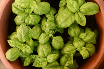 Basil in vase