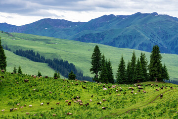 Summer alpine steppe pasture in Tangbula grassland in Xinjiang Uygur Autonomous Region, China.