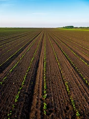 Wandaufkleber View of soybean farm agricultural field against sky © oticki