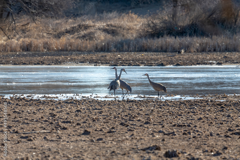 Sticker The sandhill crane (Antigone canadensis) on the river bank