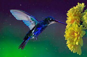 Colibrí Heliomaster Furcifer © Maelia Rouch