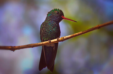 Colibrí esmeralda posado en una rama