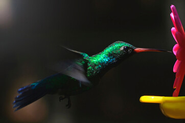 Colibrí esmeralda volando © Maelia Rouch