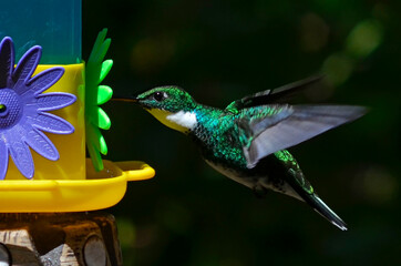 Colibrí garganta blanca