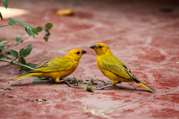 Obraz premium two bird´s 
