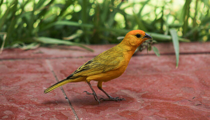 yellow bird