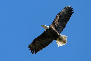Fototapeta na wymiar Bald eagle flying in sky