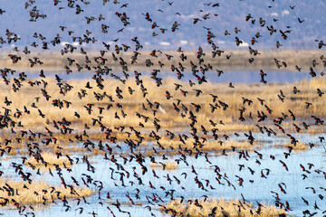 Flock of Black Birds Flying over Lake with Red Tipped Wings