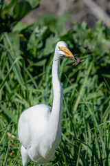 great White Egret