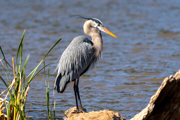 Great Blue Heron fishing on a lake for trout