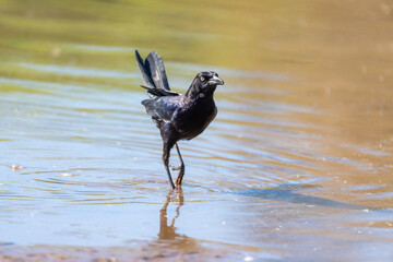 Black bird walking on water's edge of a lake