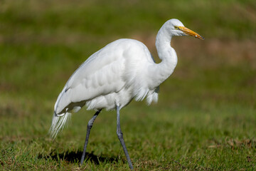 Great White Egret