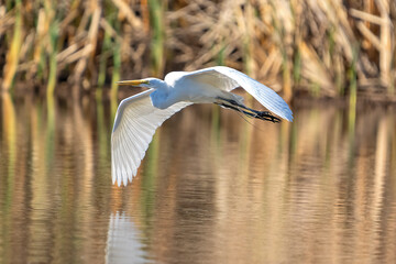 Great White Egret