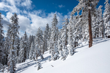 Obraz na płótnie Canvas Snow on trees after a snowstorm with cloudy blue skys.