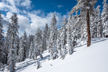 Snow on trees after a snowstorm with cloudy blue skys.