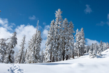 Snow on trees after a snowstorm with cloudy blue skys.